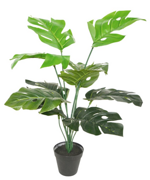 Flower Pot Philodendron  Height 66 cm